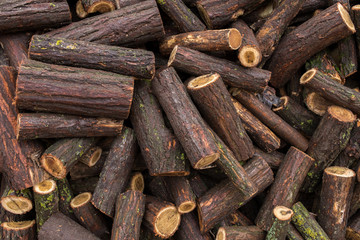 wet tree stump, acacia