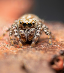 Tiny little Pelegrina galathea, Peppered Jumper, sitting on top of a metal fence post