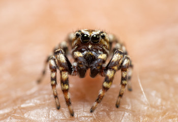 Closeup of a male Pelegrina galathea, Peppered Jumper, with his boldly marked face