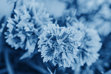 Garden carnation flowers in classic blue.