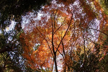 Autumn view with red leaves
