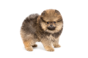 Fototapeta premium Small and funny Pomeranian puppy