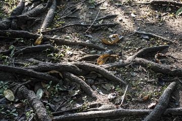 The roots of the big tree in the garden  