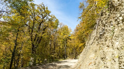 Path in beautiful autumn forest. Krasnaya Polyana, Sochi, Russia.