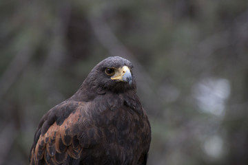 Eagle perched on an outdoor tree in the middle of the field