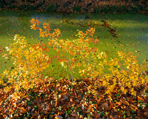 autumn leaves and duckweed on ditch in fall forest near utrecht in holland