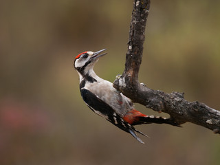 Pico pica`pinos
