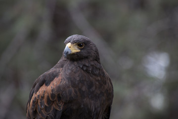 Eagle perched on an outdoor tree in the middle of the field
