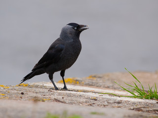 Grajilla