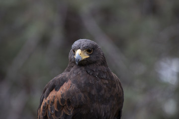 Eagle perched on an outdoor tree in the middle of the field