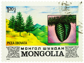Siberian spruce on postage stamp