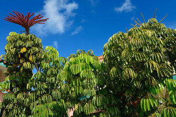 Flowering Umbrella tree in downtown Varadero Cuba