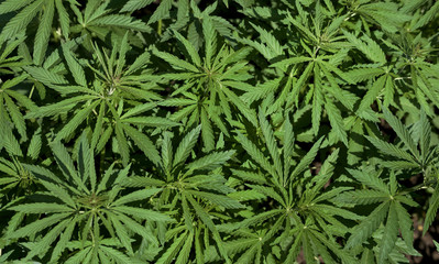 Background young shoots of marijuana in the rays of the setting sun. Growing organic hemp on the farm. Marijuana Wallpaper.