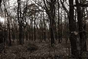 forest in winter, winter forest without snow, many trees without leaves, winter trees, black and white photo