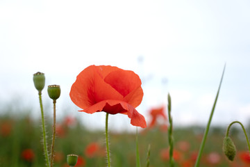 Red poppies in the morning light. Polyana with red poppy flowers on a green blur background. A lonely poppy flower. Field of poppies