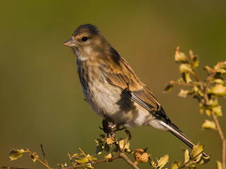 Pardillo