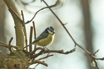 Naklejka premium Eine Blaumeise sitzt im Winter auf dem Ast eines Magnolien-Baumes, Cyanistes caeruleus, Parus caeruleus