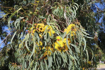  Eucalyptus tree in Perth, Australia