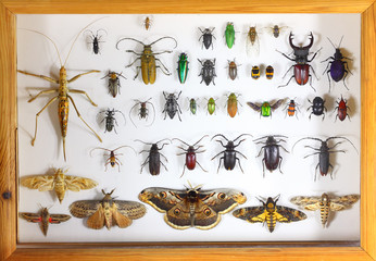 Collecting insects with pins. Amateur or school homemade insect collection. Collection of insects...