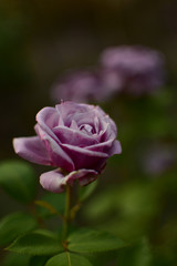 Beautiful romantic natural roses on the occasion of women's day and mother's day.