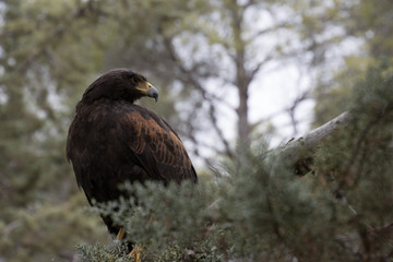Eagle perched on an outdoor tree in the middle of the field