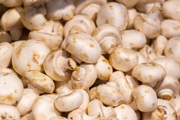 champignon mushrooms on display. a lot of fresh raw mushroom heap lies on the shelves