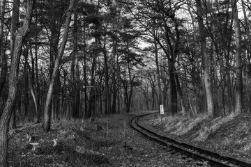 Rails in Forest, winter forest without snow, many trees, black and white photo
