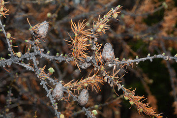 Siberian cedar cone on the branch with bright needles