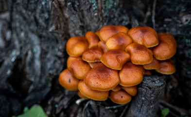 Mushrooms Kuehneromyces mutabilis growing on a tree in the forest, close-up.