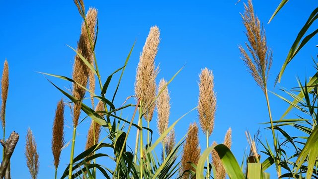 Reed or Arundo donax under clear blue sky