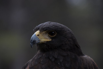 Eagle perched on an outdoor tree in the middle of the field