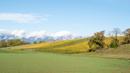 Champs et vignobles à Bardonnex