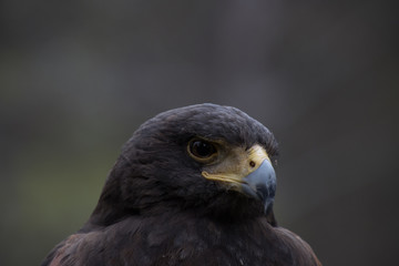 Eagle perched on an outdoor tree in the middle of the field