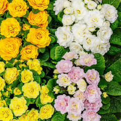 Multicolor Country  Garden Primula Flowers, top view. Primula Belarina flower, close up. Double Primrose yellow bloom var. Spring Flirt. 