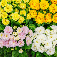 Multicolor Country  Garden Primula Flowers, top view. Primula Belarina flower, close up. Double Primrose yellow bloom var. Spring Flirt. 