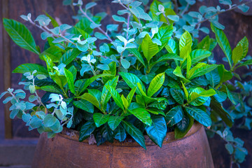 Beautiful green flower in clay pot