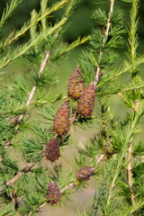 Siberian cedar cone on the branch with bright green needles