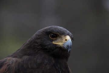 Eagle perched on an outdoor tree in the middle of the field