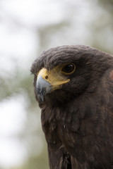 Eagle perched on an outdoor tree in the middle of the field