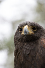 Eagle perched on an outdoor tree in the middle of the field