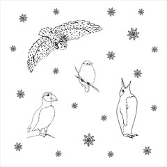 Set of northern winter birds: owl, bullfinch, puffin, penguin. Black outline on white background. Picture can be used in greeting cards, posters, flyers, banners, logo, further design etc. Vector