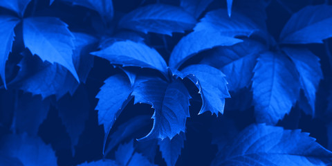 Fototapeta premium Classic blue foliage botanical banner background with leaves detail. Color of 2020