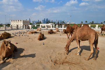 Naklejka premium Camels in Camel Souq, Waqif Souq in Doha, Qatar,