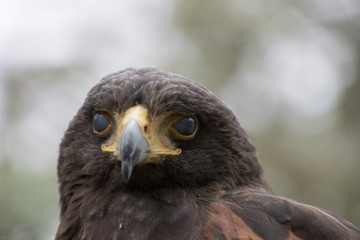 Eagle perched on an outdoor tree in the middle of the field