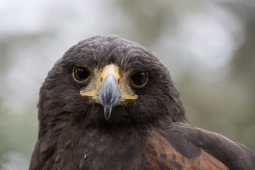 Eagle perched on an outdoor tree in the middle of the field