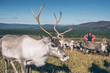 Naklejka na ściany i meble The cairngorm reindeer in autumn Scotland, beautiful colorful landscape