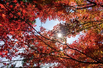 Autumn red leaves and sunlight