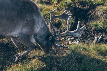 The cairngorm reindeer in autumn Scotland, beautiful colorful landscape