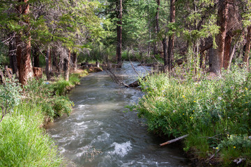 altai mountain river in forest