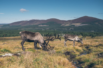 The cairngorm reindeer in autumn Scotland, beautiful colorful landscape